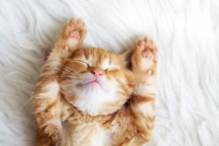 Newsweek: Co znamenají různé polohy, ve kterých kočky rády spí?
