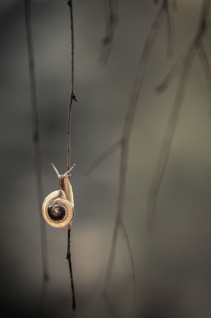 Czech Nature Photo 2019 - nominace