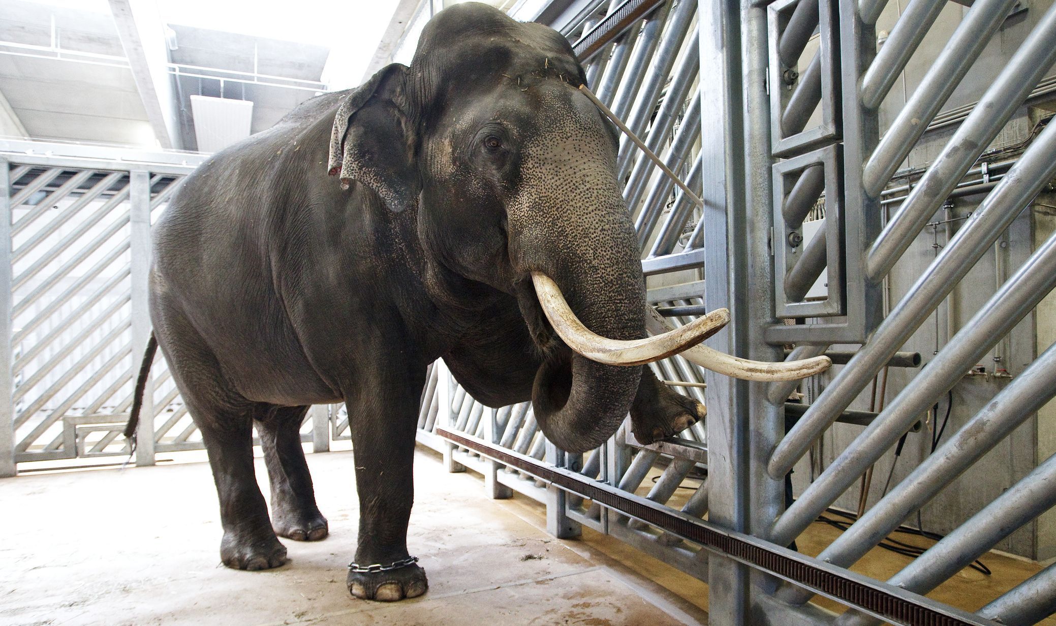 Údolí slonů - ZOO Praha