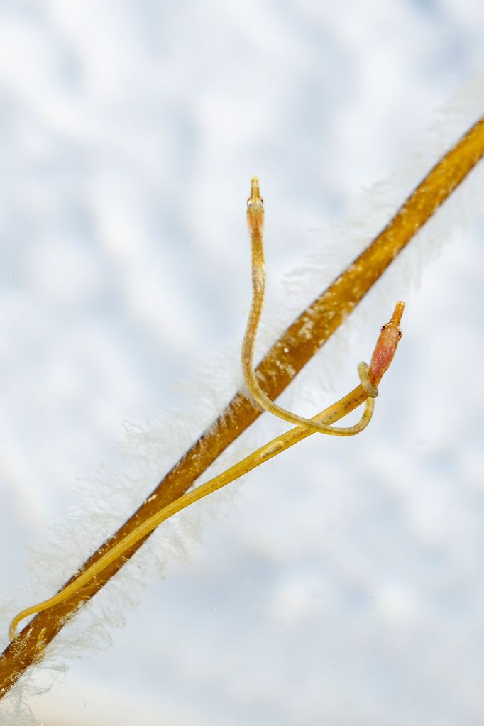 Vítězné fotografie ze soutěže Underwater Photographer of the Year 2023