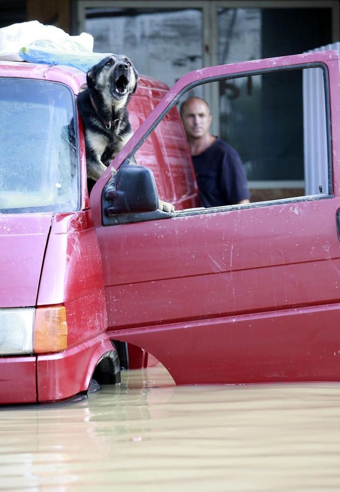 A dog barks from a car while stuck in a flooded street of the town of Krymsk in Krasnodar region, southern Russia, July 8, 2012. Russian President Vladimir Putin ordered investigators to find out if enough was done to prevent 144 people being killed in floods in southern Russia after flying to the region to deal with the first big disaster of his new presidency. REUTERS/Eduard Korniyenko (RUSSIA - Tags: DISASTER ENVIRONMENT POLITICS TRANSPORT ANIMALS) Published: Čec. 8, 2012, 7:05 dop.