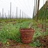 Chmelnice Kozojedy, chmel, Eminger, Kozojedy, sklizeň