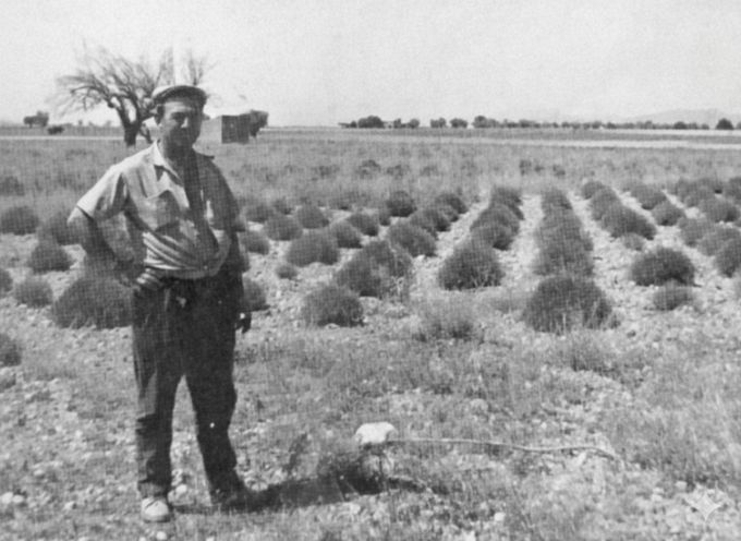 Maurice Masse na svém levandulovém poli, přibližně dva roky po údajném blízkém setkání s UFO z 1. července 1965.