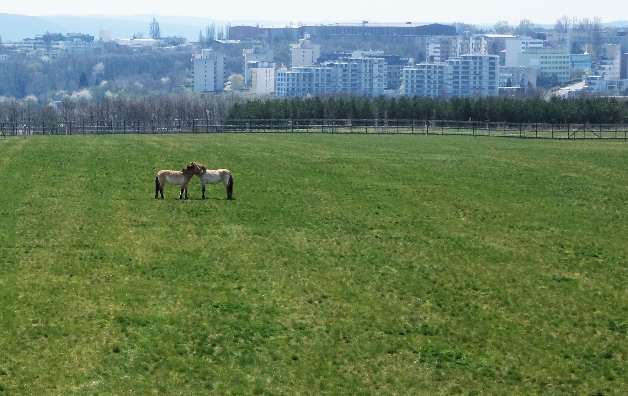 Koně na Dívčích hradech