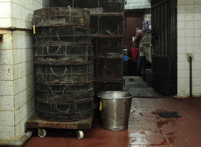 A worker washes snake meat near cages of snakes in the kitchen of a snake soup shop in Hong Kong January 29, 2013. There are scores of people in Hong Kong who have through generations tamed snakes to make soup out of them, a traditional cuisine believed to be good for the health. Yet the people behind providing fresh snakes for the savoury meal thought to speed up the body's blood flow and keep it strong in the cold winter months may be doomed, with young people increasingly reluctant to take on a job they see as hard and dirty. Picture taken January 29, 2013. REUTERS/Bobby Yip (CHINA - Tags: ANIMALS SOCIETY FOOD) Published: Úno. 7, 2013, 2:01 odp.