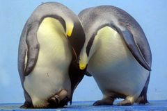 Letos okouzloval vyvalený outloň i tučňák hydrofob