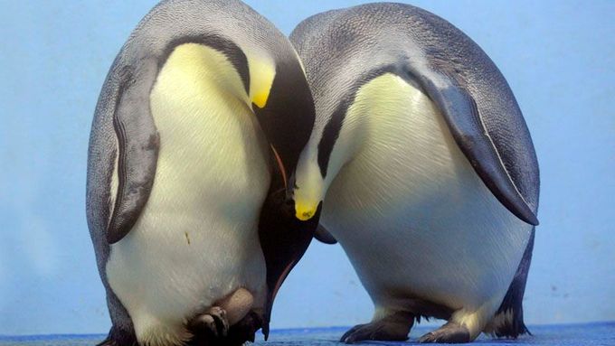 Samička tučňáka císařského opatruje vajíčko, sameček přihlíží. Snímek z oceánaria v Nandžingu v Číně.
