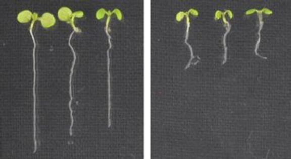 Částečné vyřazení funkce nově popsaného genu NSE4A vede ke zpomalení růstu, které se projevuje napříklaad kratšími kořínky.