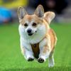 Vilnius, Corgi, pes, závody, Litva, přehlídka, zábava