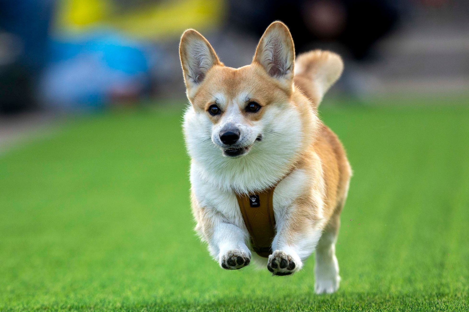 Vilnius, Corgi, pes, závody, Litva, přehlídka, zábava