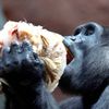 Zoo, Praha, led, horko, opice, lední medvěd, papoušek, počasí, gorila