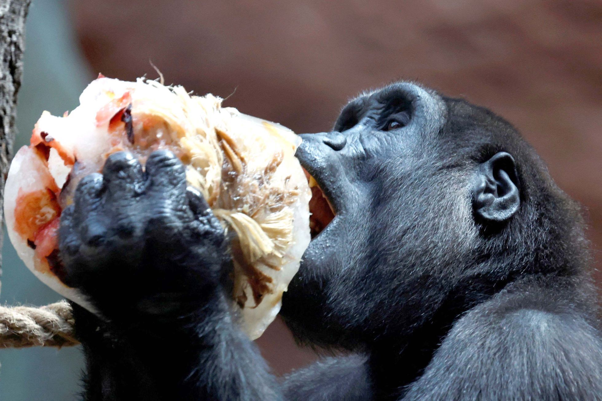 Zoo, Praha, led, horko, opice, lední medvěd, papoušek, počasí, gorila