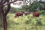 Je sice hnědý, ale jmenuje se nosorožec bílý (nebo také tuponosý či širokohubý). V Krugerově parku jich žije okolo 1,5 tisíce.