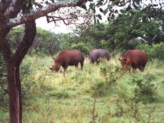 Je sice hnědý, ale jmenuje se nosorožec bílý (nebo také tuponosý či širokohubý). V Krugerově parku jich žije okolo 1,5 tisíce.