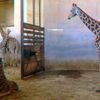 ZOO 3D
