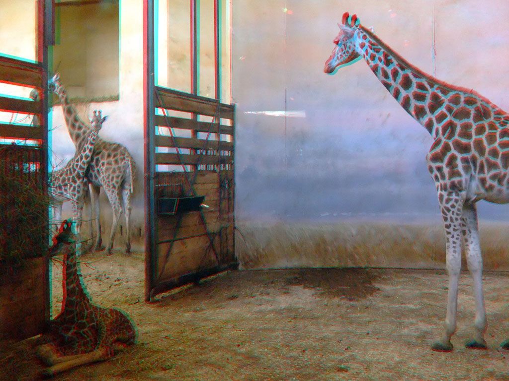 ZOO 3D