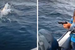 Muž v živém vysílání střílel do žraloka puškou. Krutá zábava skončila zatýkáním
