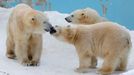 Roční dvojčata ledního medvěda Ikor a Kiroru si hrají se svou matkou Rarou (vlevo) v severo-japonské Sapporo Maruyama Zoo.