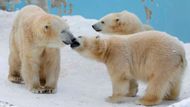 Roční dvojčata ledního medvěda Ikor a Kiroru si hrají se svou matkou Rarou (vlevo) v severo-japonské Sapporo Maruyama Zoo.