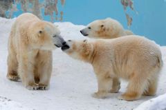 K domům se blíží lední medvědi. Na ruském souostroví Nová země vyhlásili stav nouze