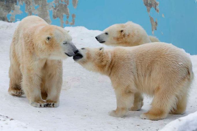 Roční dvojčata ledního medvěda Ikor a Kiroru si hrají se svou matkou Rarou (vlevo) v severo-japonské Sapporo Maruyama Zoo.