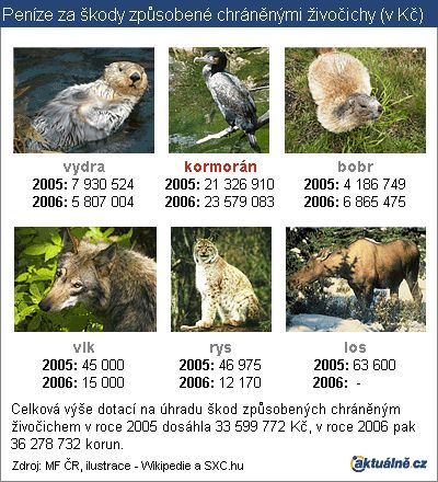 Infografika Škody způsobené chráněnými živočichy
