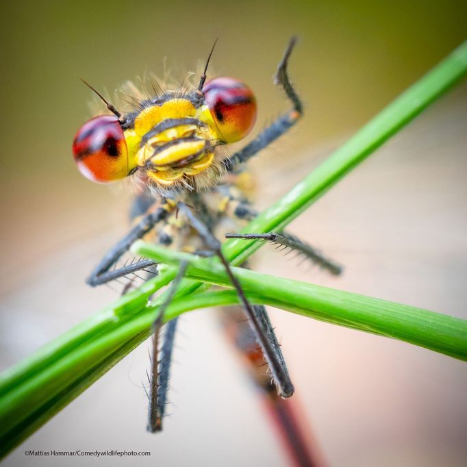 Finalisté fotografické soutěže Comedy Wildlife Photography Awards 2021