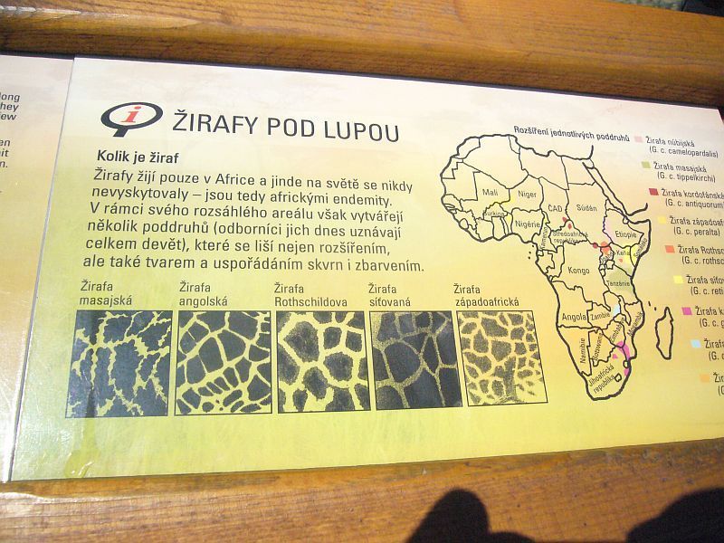 Žirafy v pražské zoo