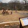 Pražská zoo, nová expozice a pavilon Gobi, koně převalského