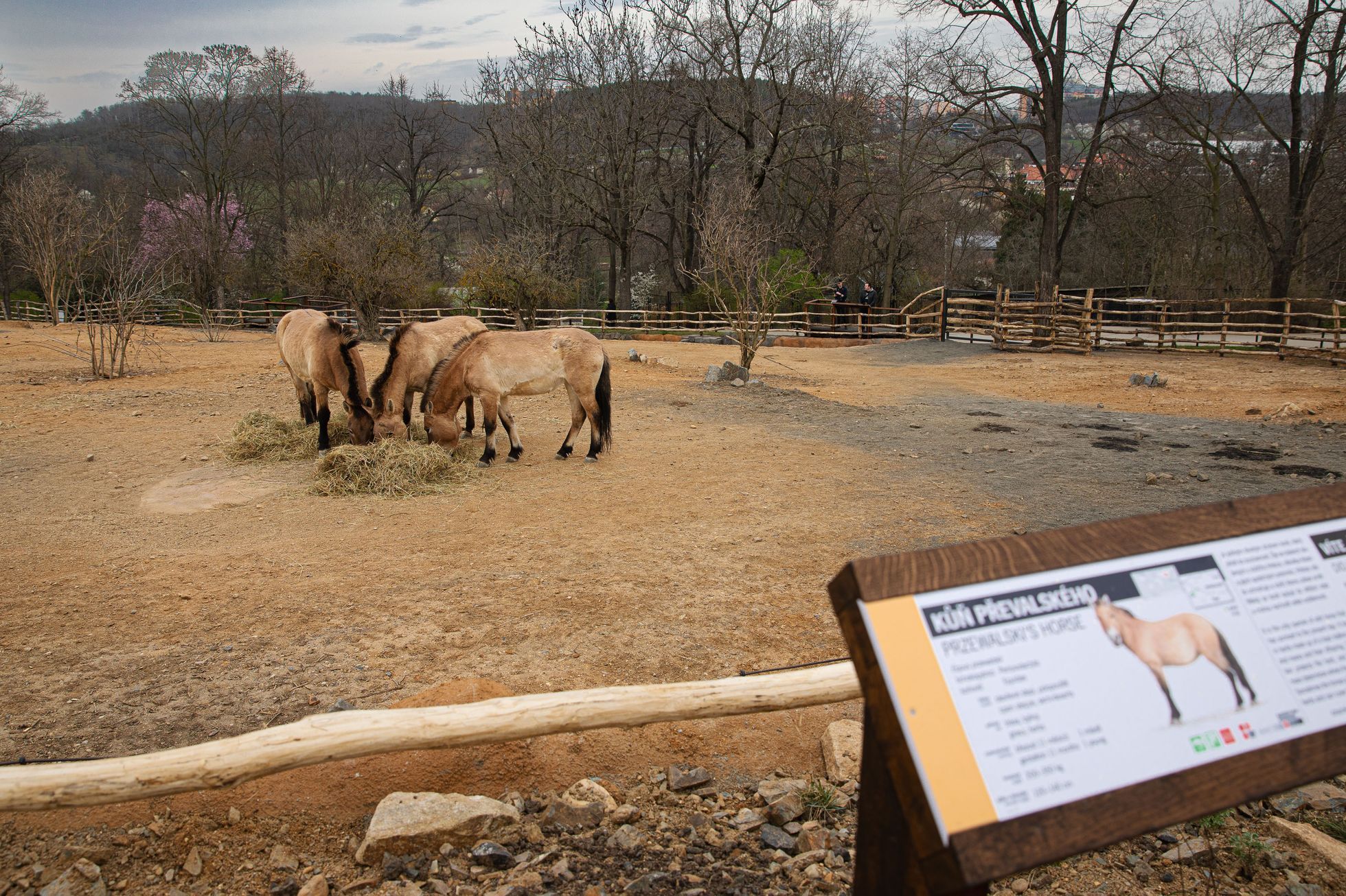 Pražská zoo, nová expozice a pavilon Gobi, koně převalského