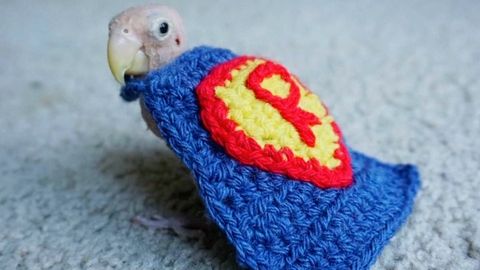 Papoušek bez peří zaujal svět. Lidé posílají nemocnému zvířeti pletené svetry