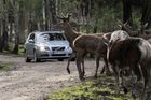 Střetů aut s lesní zvěří loni přibylo o patnáct procent