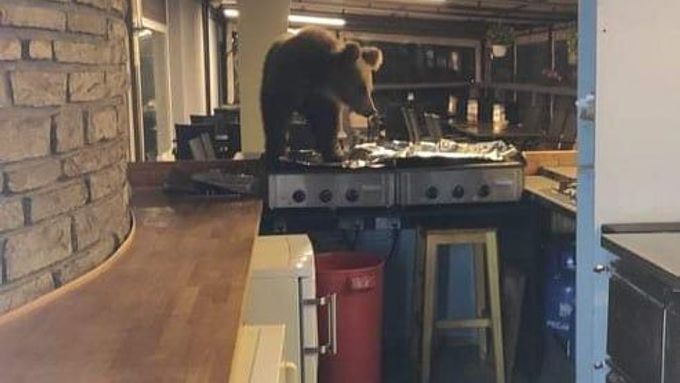 Medvěd pronikl do kuchyně hotelu ve Vysokých Tatrách.