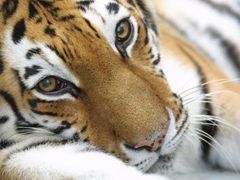 Tygr se hodí jako předložka. Jeho kosti se využívají i v tradiční čínské medicíně.