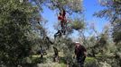 Prořezávání olivovníků v Apulii. Kromě možných hospodářských ztrát mají stromy obrovskou kulturní hodnotu.