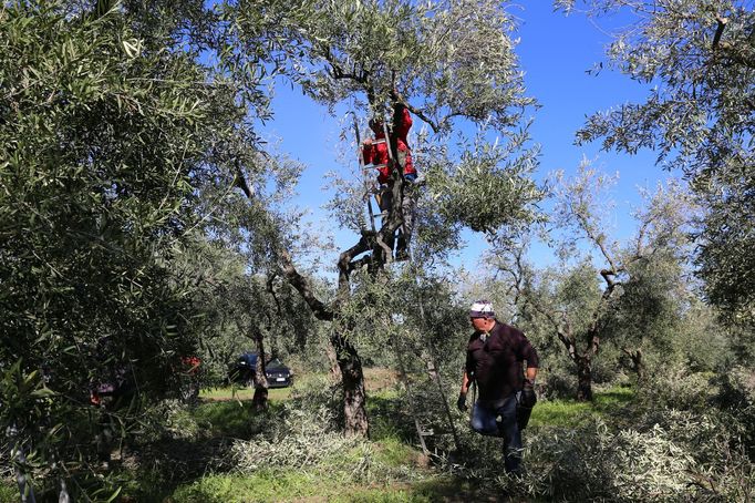Prořezávání olivovníků v Apulii. Kromě možných hospodářských ztrát mají stromy obrovskou kulturní hodnotu.