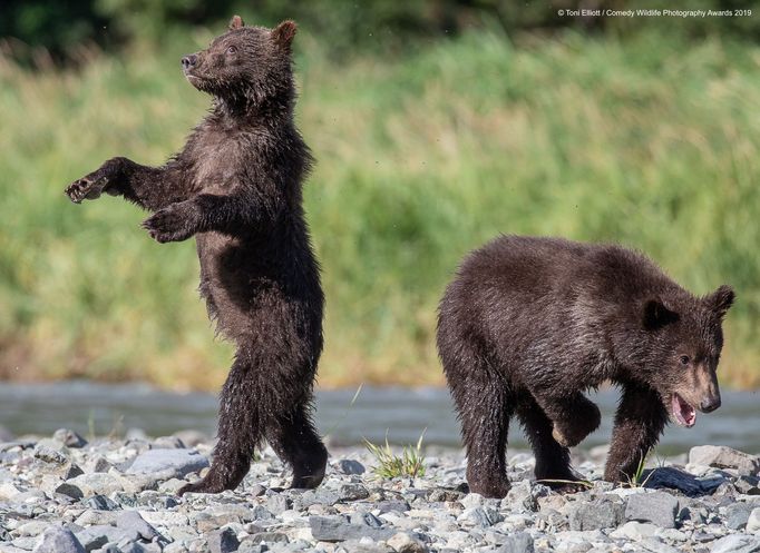 Finalisté soutěže Comedy Wildlife Photography Awards 2019