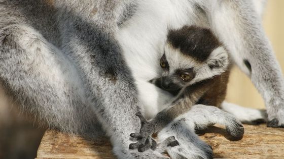 Velký lemuří babyboom v Ústí nad Labem i ve Zlíně