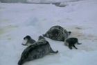 Video: Lov a oteplení ohrožují tuleně