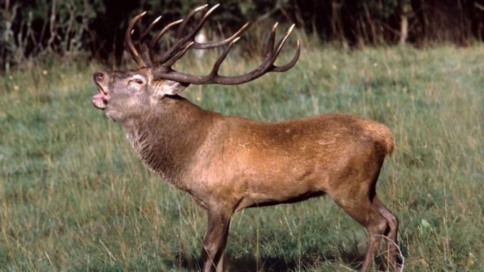 Spárkatá zvěř včetně jelenů způsobuje v lesích škody za desítky milionů korun.