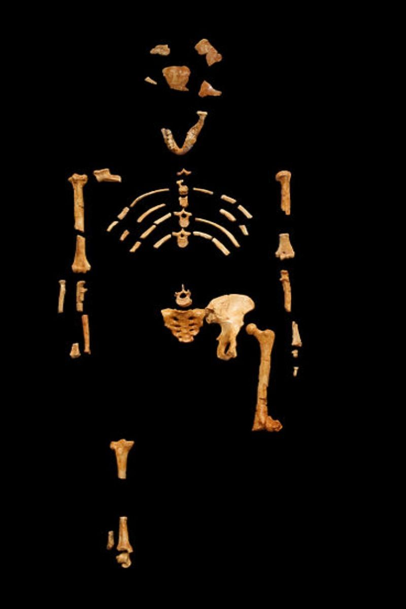 Australopithecus - Lucy - nález