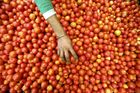 Pozor na cherry rajčata z Maroka, varuje inspekce