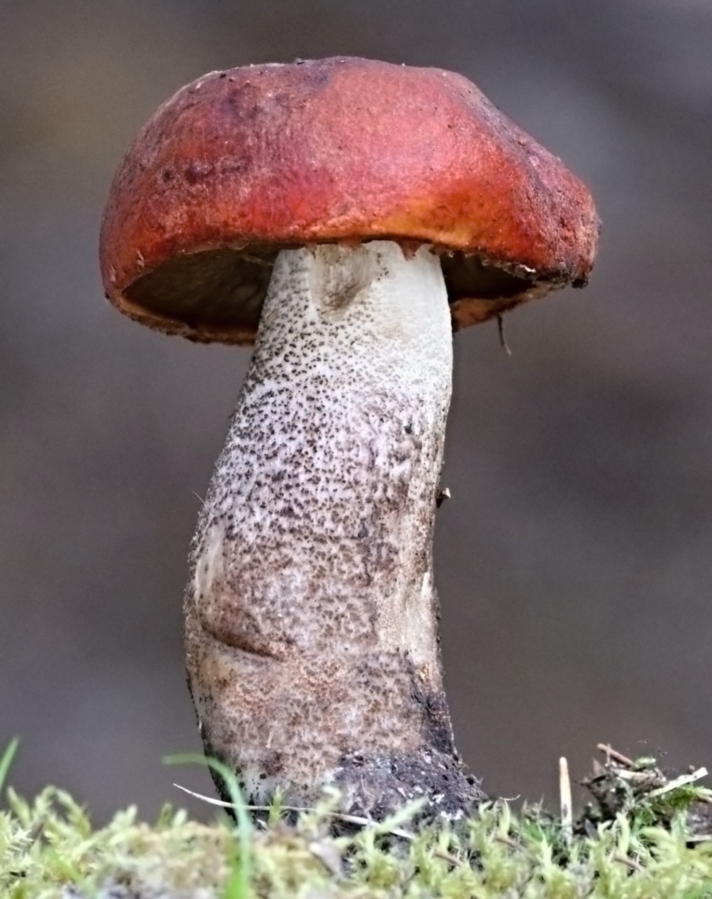 Houby - fotosoutěž