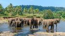 Sloní zoo v Pinnawale, Srí Lanka