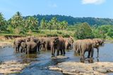 Výtěžek z prodeje Shantiných obrazů bude věnován na nákup ultrazvukového přístroje pro sloní zoo ve vesnici Pinnawala na Srí Lance.