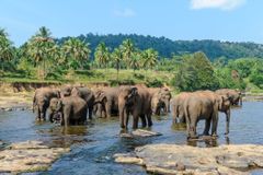 Pytláci v Zimbabwe otrávili kyanidem desítky slonů, včetně mláďat