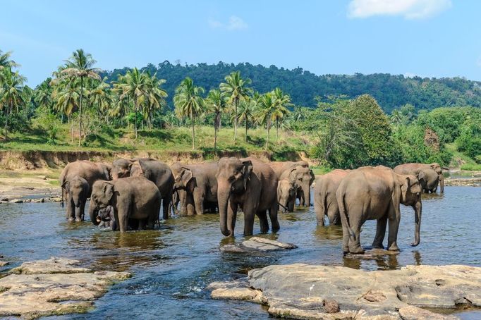 Sloní zoo v Pinnawale, Srí Lanka