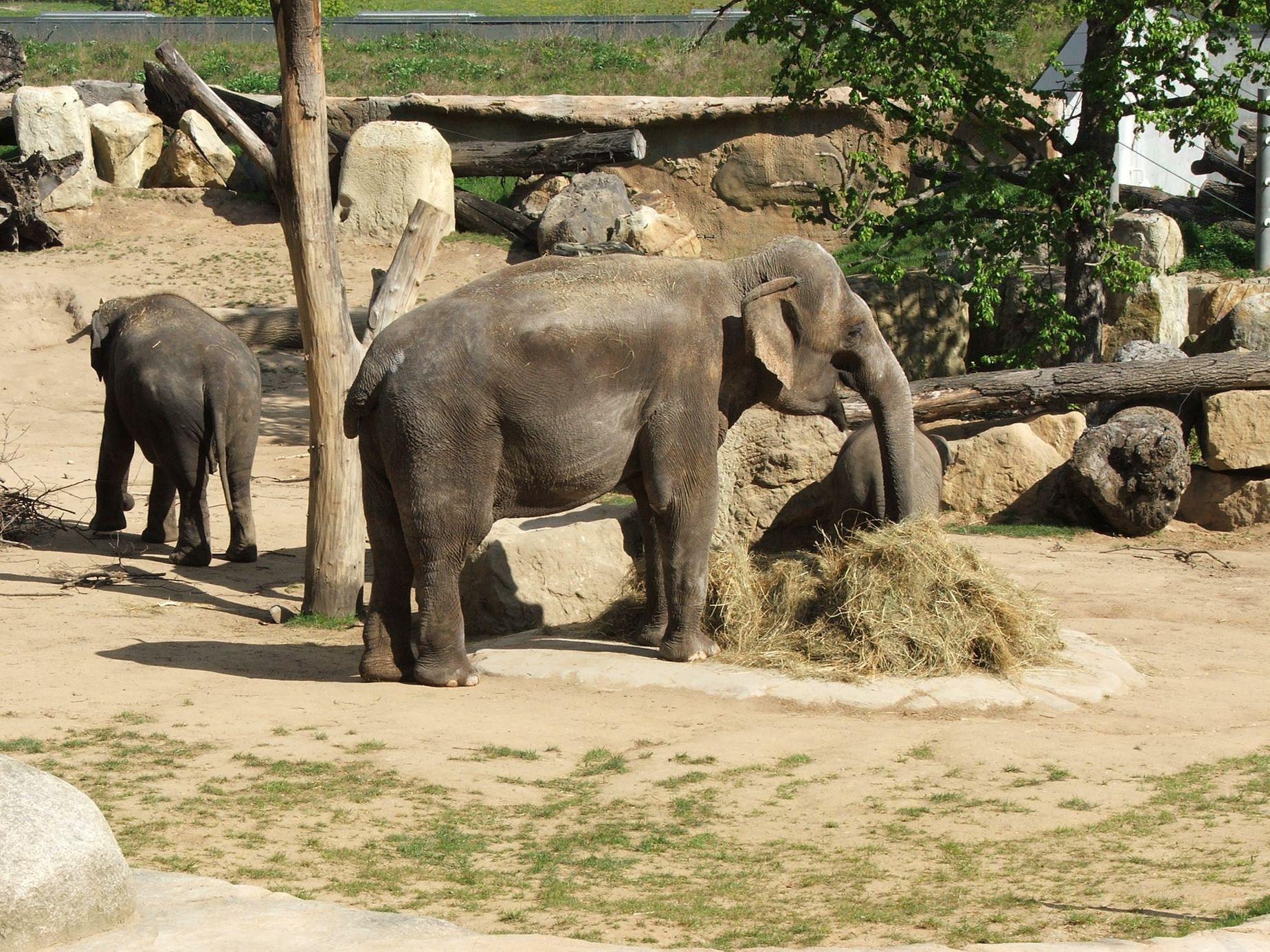 Údolí slonů - ZOO Praha