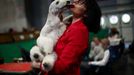 Crufts Dog Show (Birmingham)