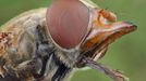 Head of a Hoverfly showing the large compound eyes (Rhingia campestris). Flies have specialised mout Head of a Hoverfly showing the large compound eyes (Rhingia campestris). Flies have specialised mouthparts called a proboscis.